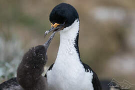 Kerguelen Shag