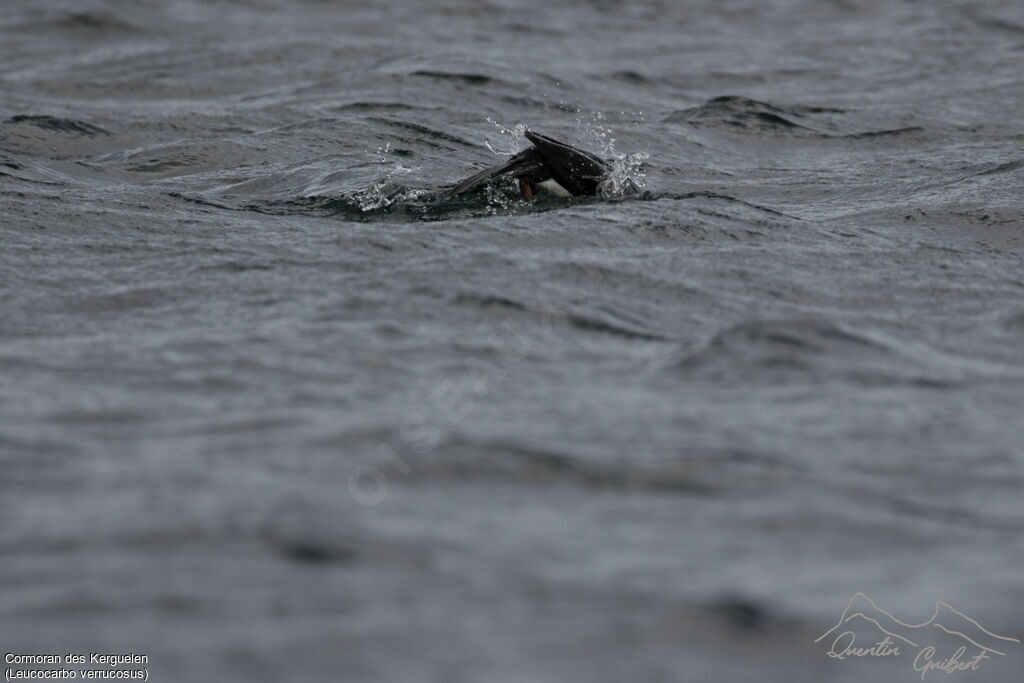 Cormoran des Kerguelen