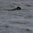 Cormoran des Kerguelen