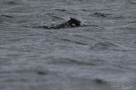 Cormoran des Kerguelen