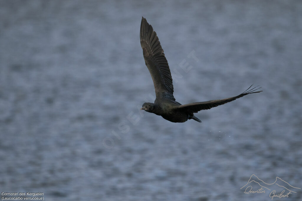 Kerguelen Shag