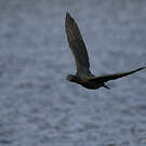 Cormoran des Kerguelen
