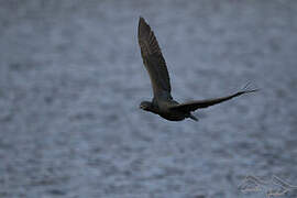 Cormoran des Kerguelen