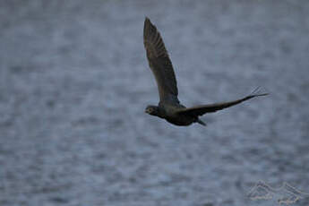 Cormoran des Kerguelen