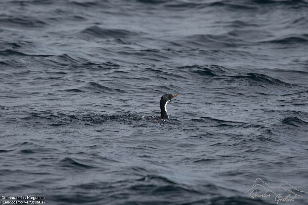 Cormoran des Kerguelen