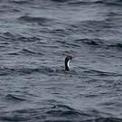 Cormoran des Kerguelen