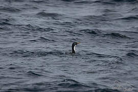 Kerguelen Shag