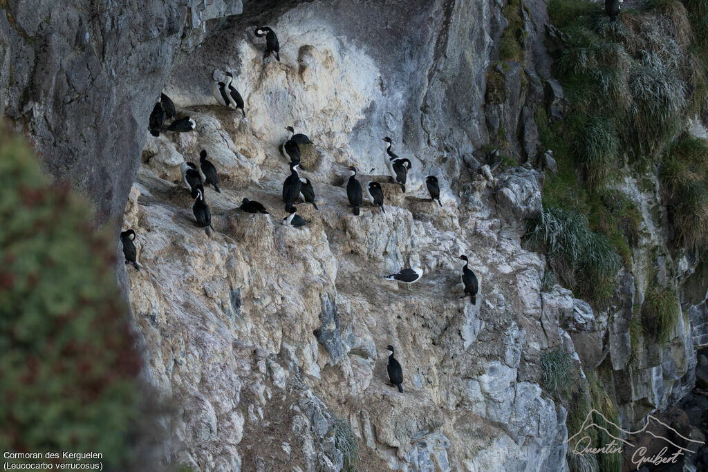 Cormoran des Kerguelen