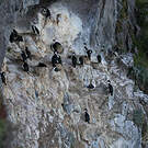 Cormoran des Kerguelen