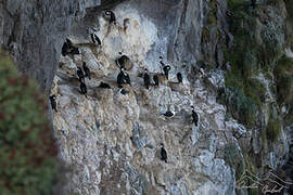 Kerguelen Shag