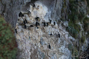 Cormoran des Kerguelen