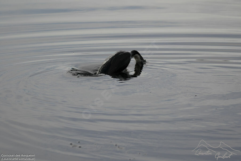 Kerguelen Shag