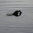 Cormoran des Kerguelen