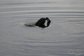 Kerguelen Shag