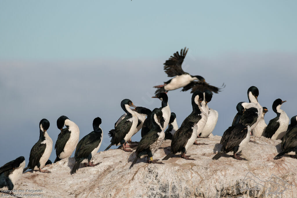 Kerguelen Shag