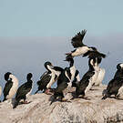 Cormoran des Kerguelen