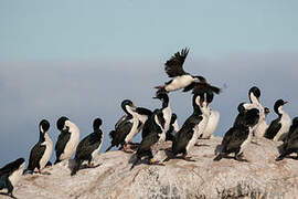 Kerguelen Shag