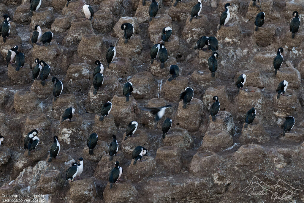 Cormoran des Kerguelen