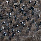Cormoran des Kerguelen