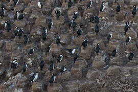 Kerguelen Shag