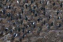 Cormoran des Kerguelen