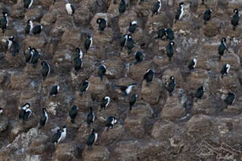 Cormoran des Kerguelen