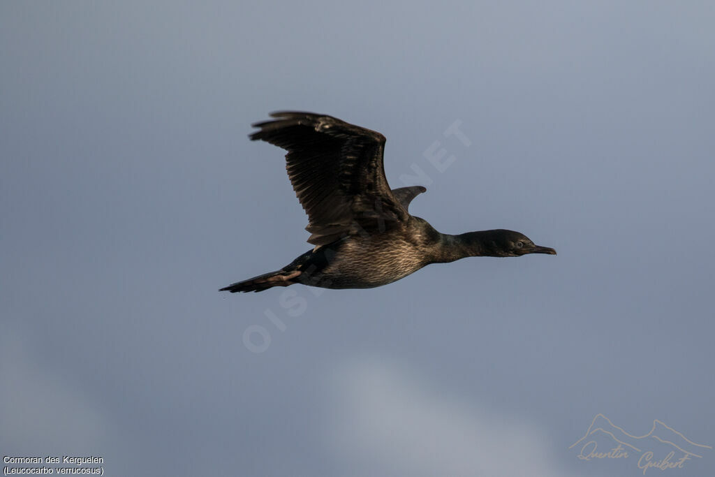 Cormoran des Kerguelen