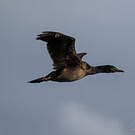 Cormoran des Kerguelen