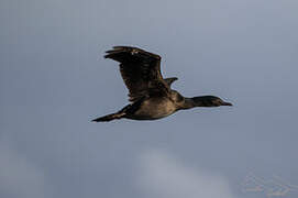 Kerguelen Shag