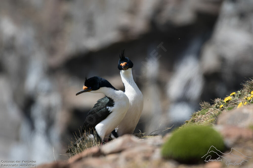 Kerguelen Shag