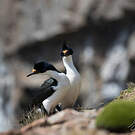 Cormoran des Kerguelen