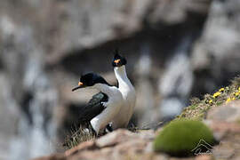 Kerguelen Shag