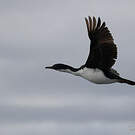 Cormoran des Kerguelen
