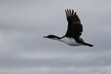 Cormoran des Kerguelen