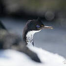 Cormoran des Kerguelen