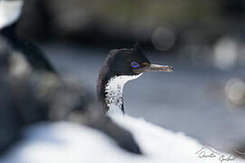 Kerguelen Shag