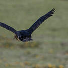 Cormoran des Kerguelen