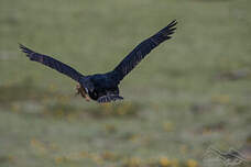 Cormoran des Kerguelen