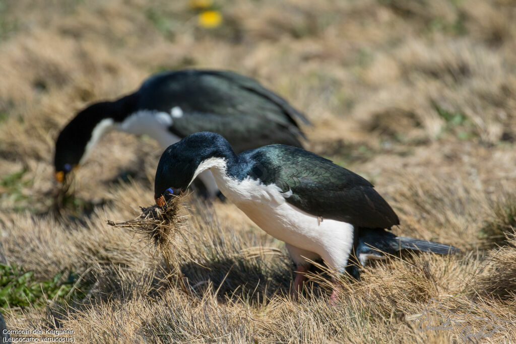 Cormoran des Kerguelen