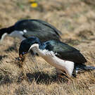 Cormoran des Kerguelen