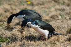 Cormoran des Kerguelen