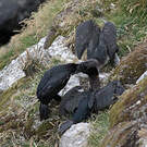 Cormoran des Kerguelen