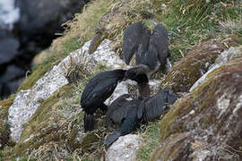 Cormoran des Kerguelen