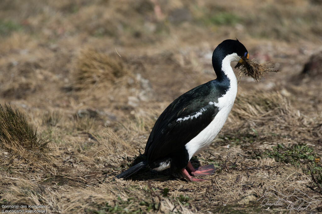 Kerguelen Shag