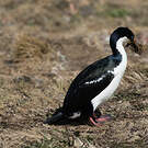 Cormoran des Kerguelen