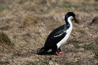 Cormoran des Kerguelen