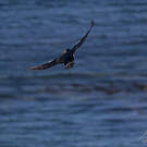 Cormoran des Kerguelen