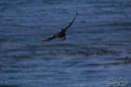 Cormoran des Kerguelen