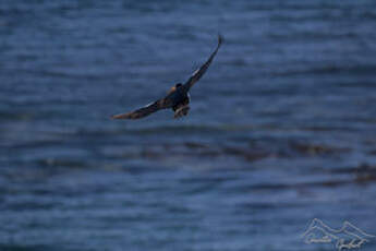 Cormoran des Kerguelen