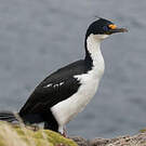 Cormoran des Kerguelen